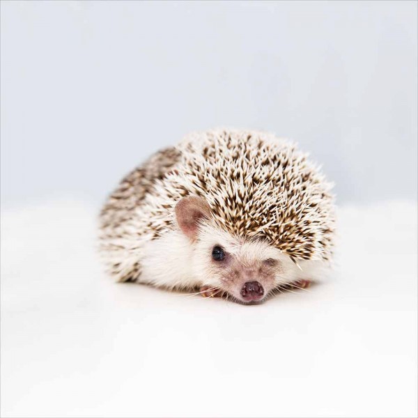 2625